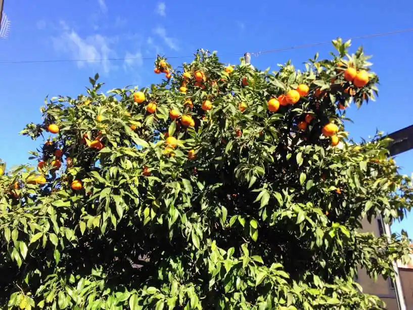 Orange tree in Rome