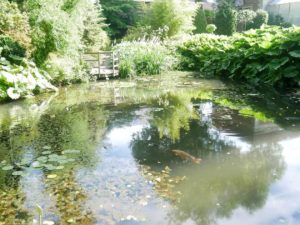 Small lake within Botanical Garden in Leuven