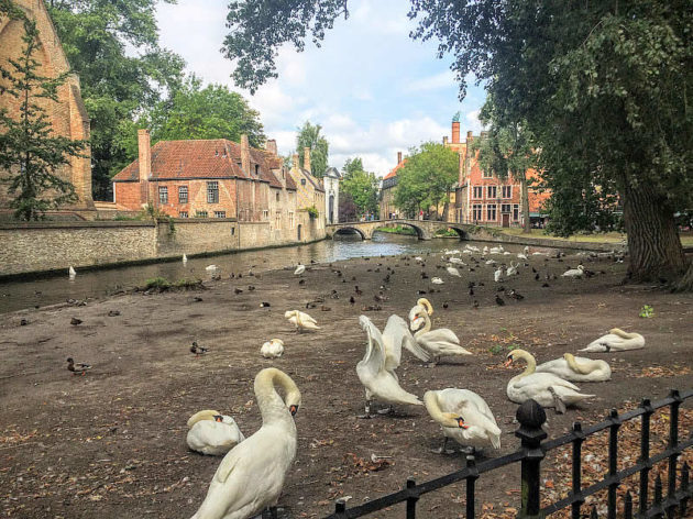 Swans in front of Beguinage Bruges