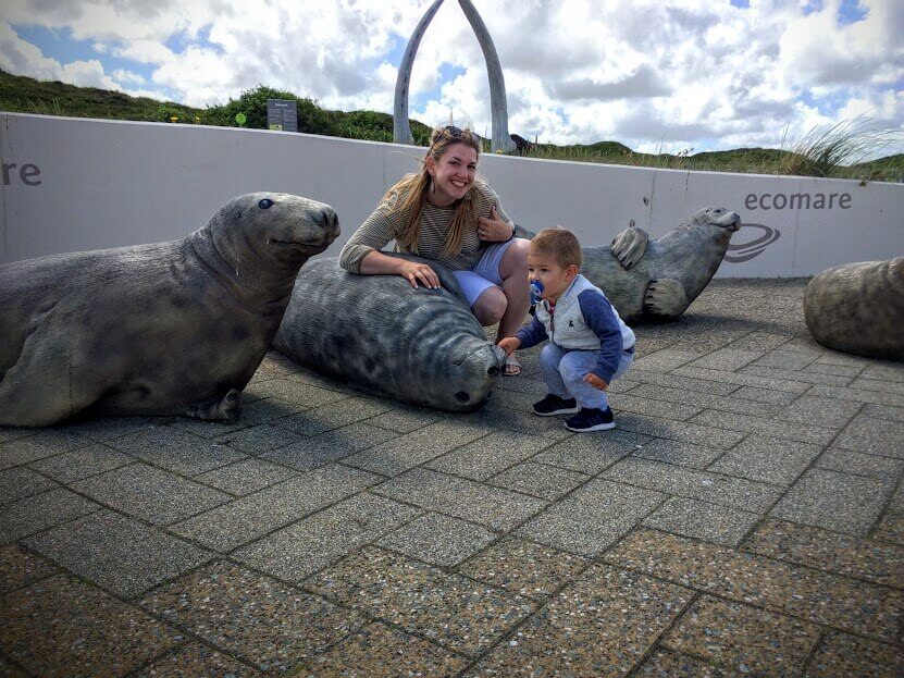 Seal in Ecomare on Texel Island
