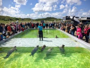 Seals feeding at Ecomare on Texel Island