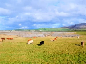 Cows on field in Ireland
