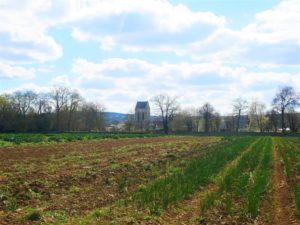 Fields in Auvers sur Oise
