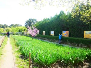 Garden of the hospital where Van Gogh was in Saint Remy de Provence