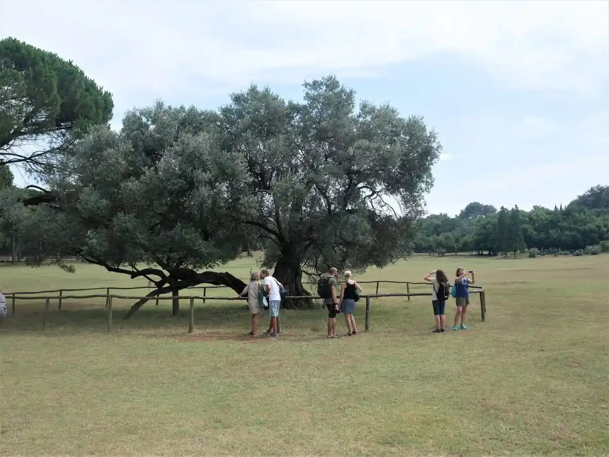 Old olive tree at Brijuni Islands