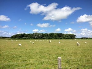 Field with sheep on Texel island