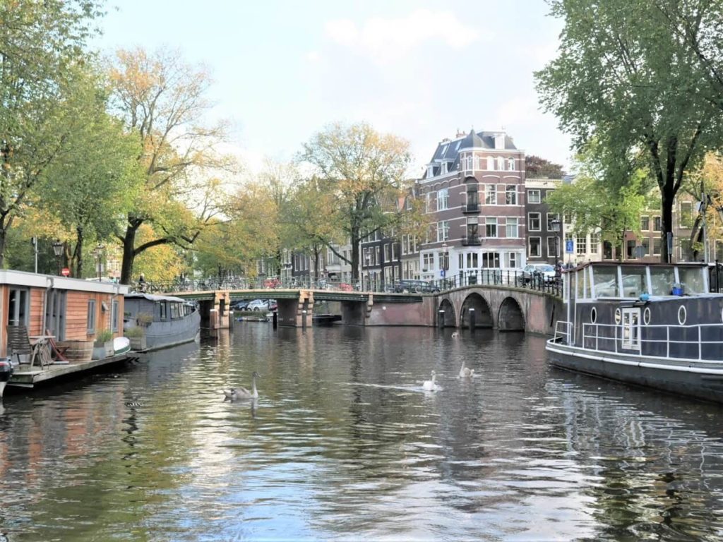 Three swans swimming on a canal with bridges and Amsterdam canal houses in a back