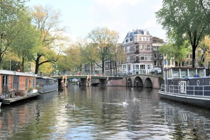 Three swans swimming on a canal with bridges and Amsterdam canal houses in a back