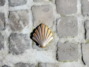 Pilgrim scallop shell from Tournai in Belgium