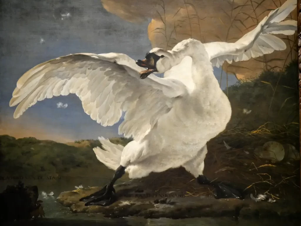 The Threatened swan painting at the Rijksmuseum