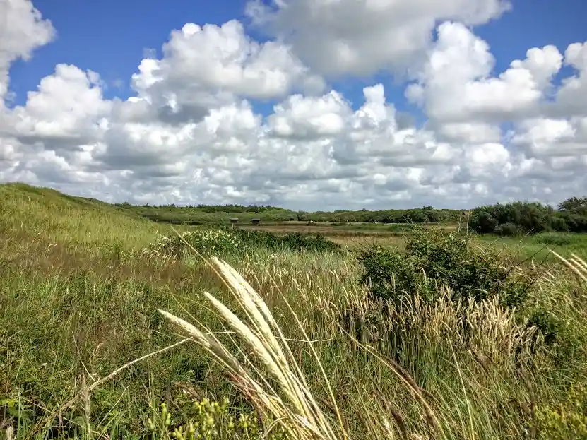 Nature and dunes at the Texel Island