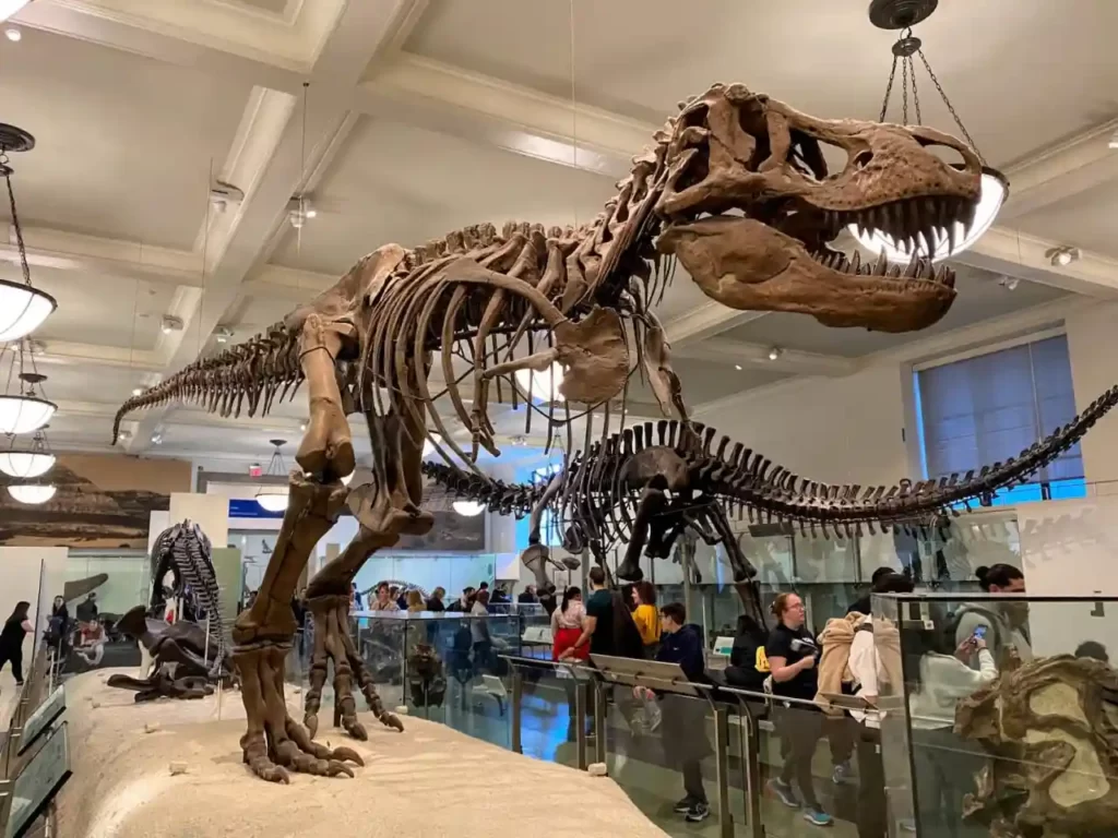Tyrannosaurus Rex at the American museum of natural history in New York City