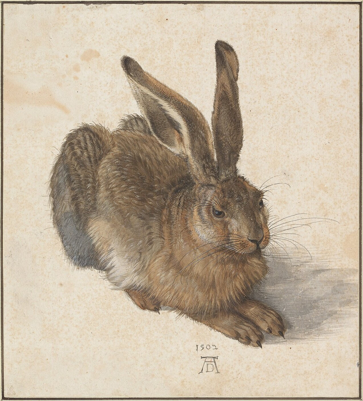 Albrecht Dürer: Hare